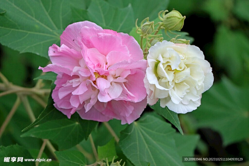 粉色木芙蓉花