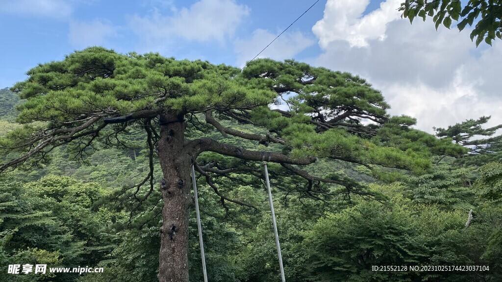 黃山松樹(shù)