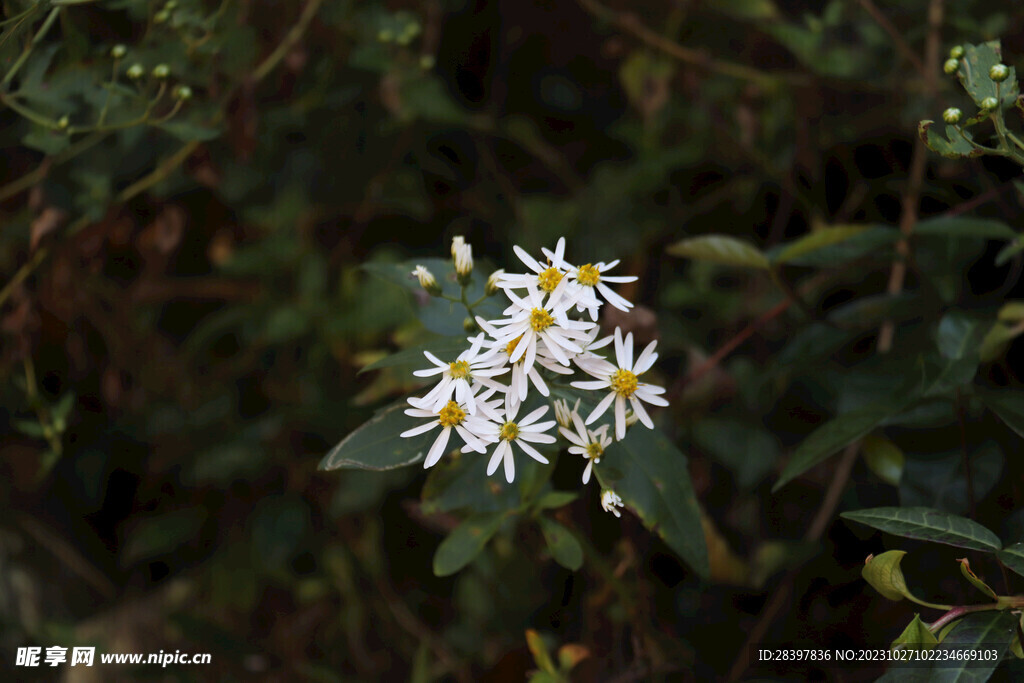 鲜花 