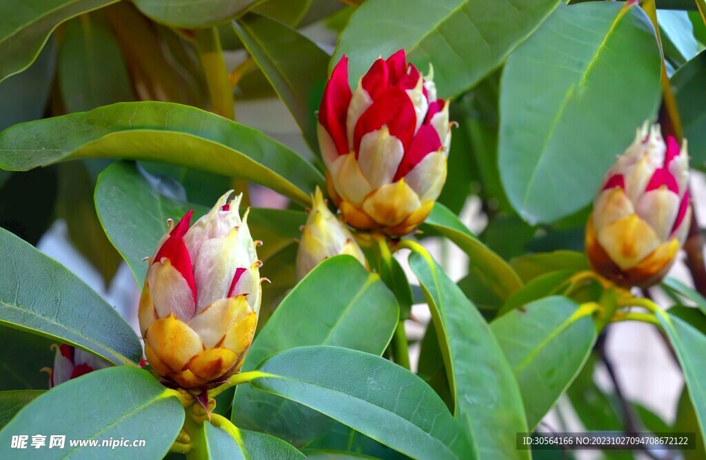 杜鵑花花蕾