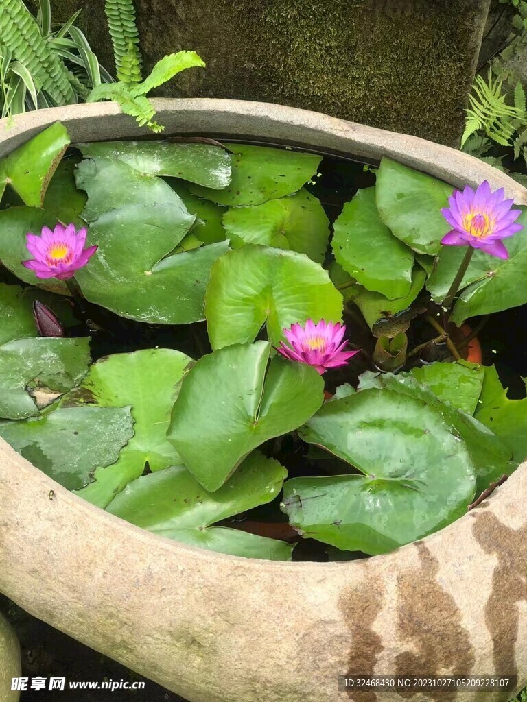 小荷花