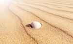 自然风景沙滩上的贝壳