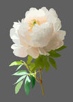 白牡丹  玫瑰花  白花  
