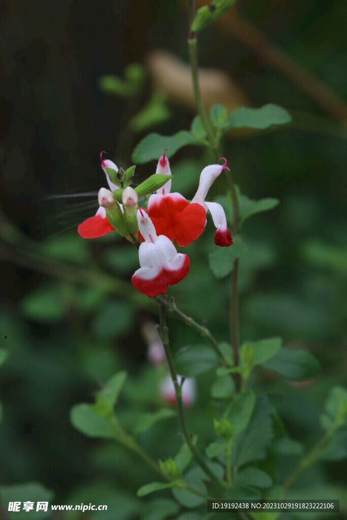 凹脈鼠尾草