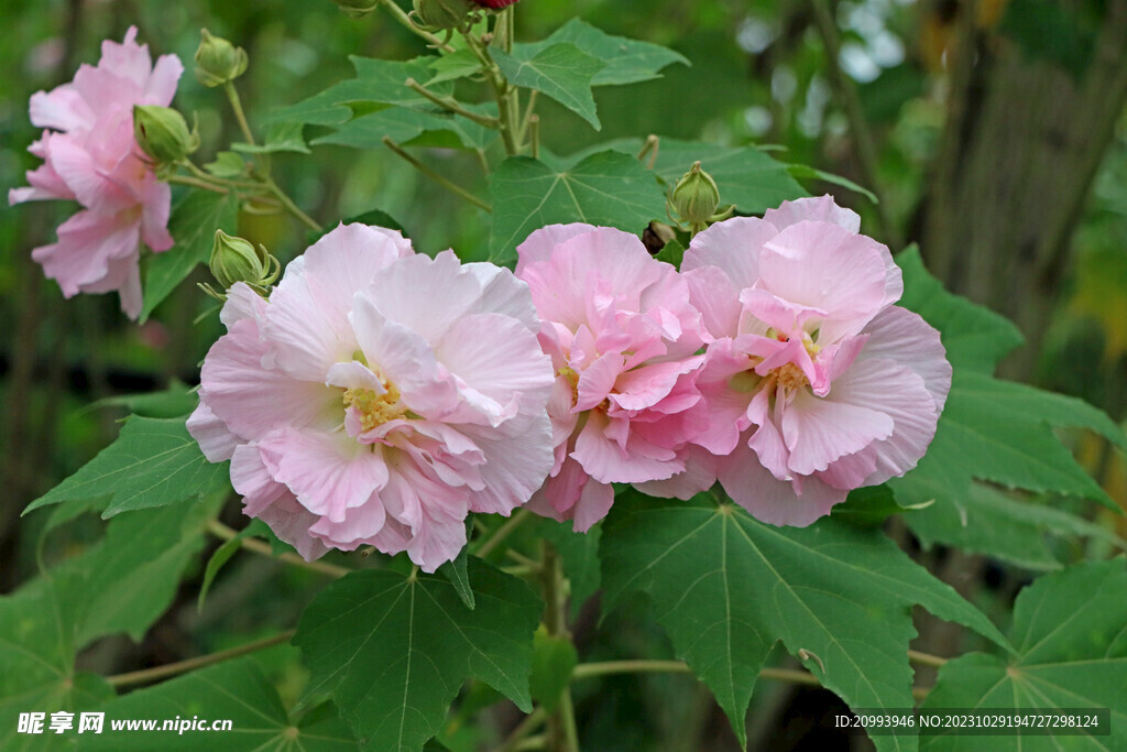 粉色木芙蓉花