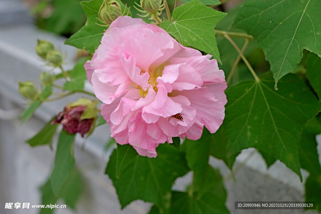 粉色木芙蓉花