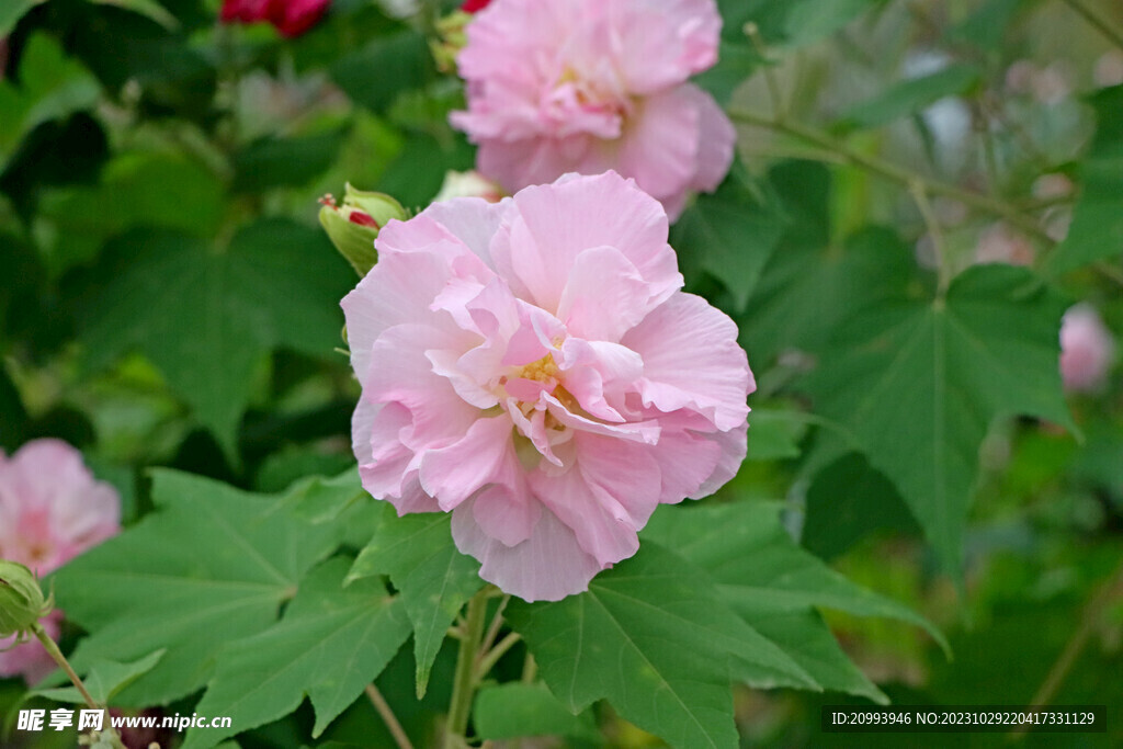 粉色木芙蓉花