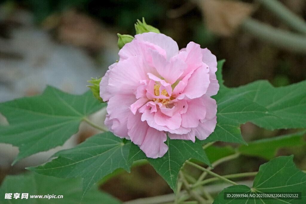 粉色木芙蓉花