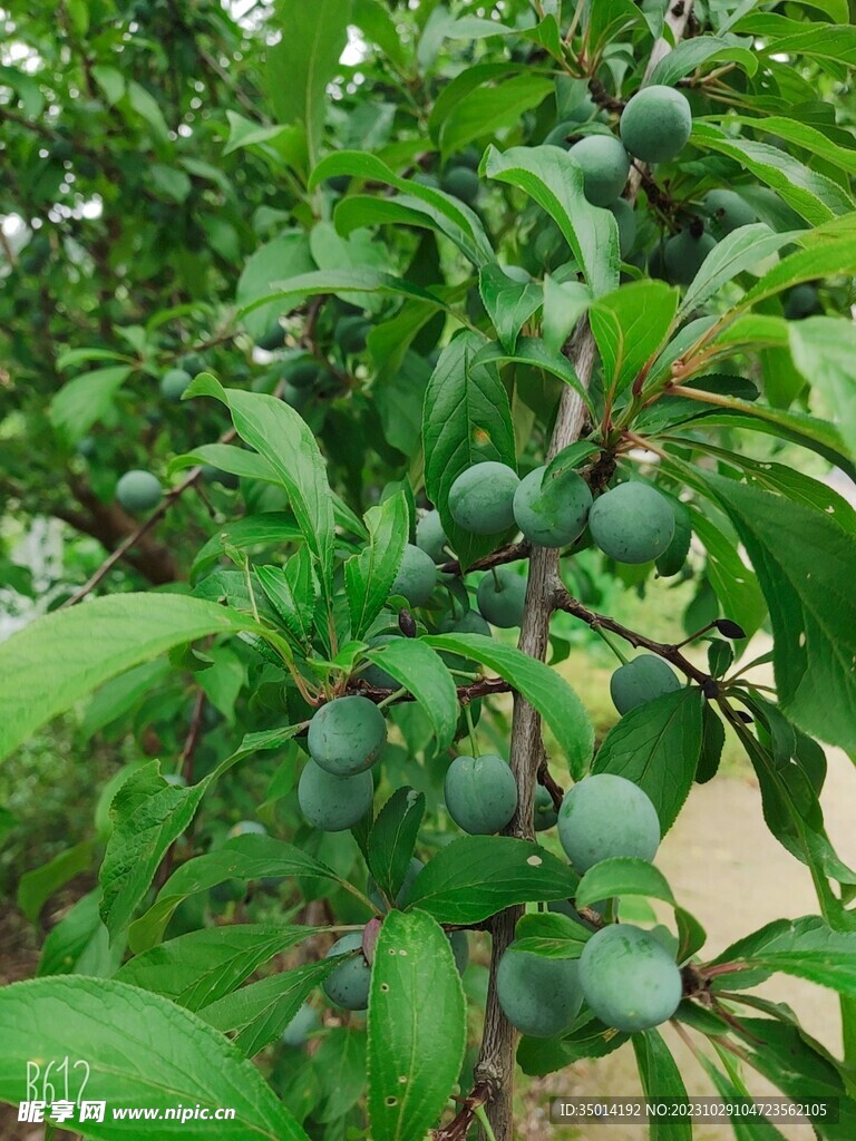李子
