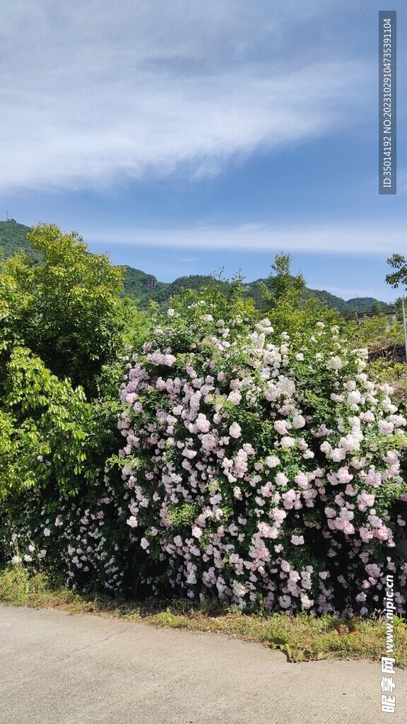 月季花