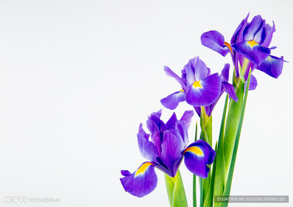 深紫色鸢尾花
