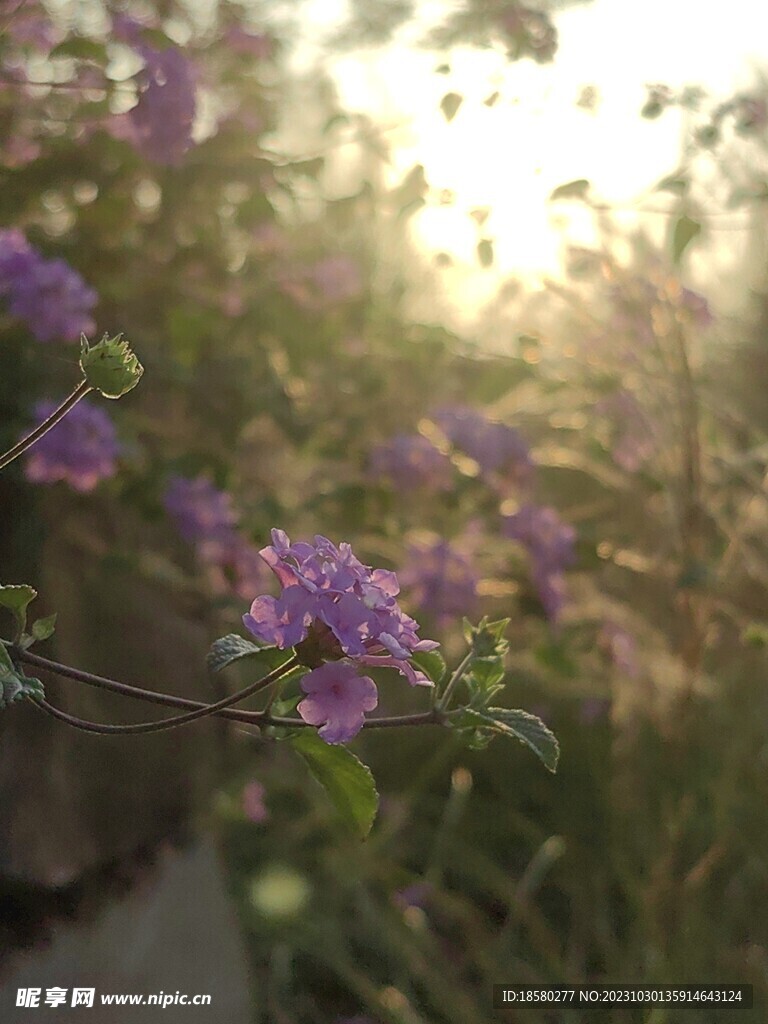 阳光下的花朵