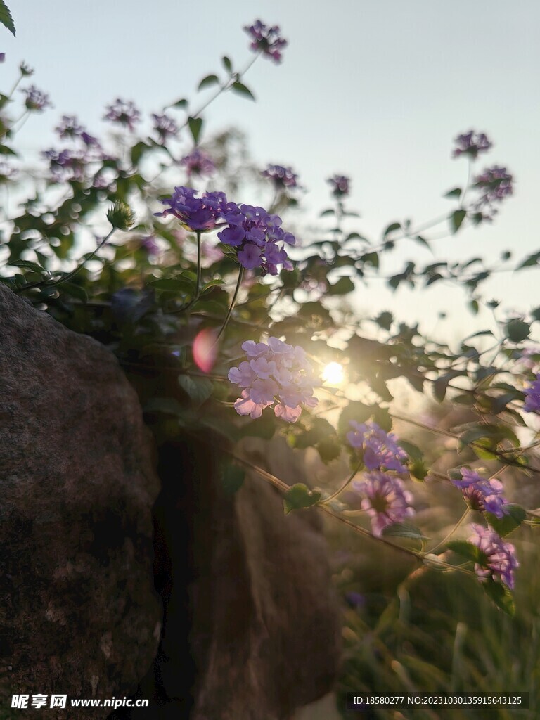 阳光下的花朵