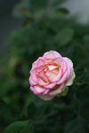 粉色玫瑰 