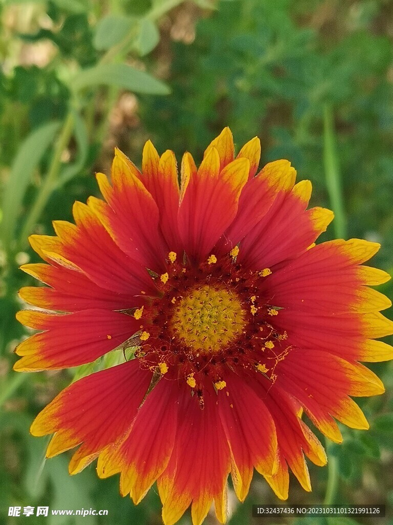 虎皮菊花