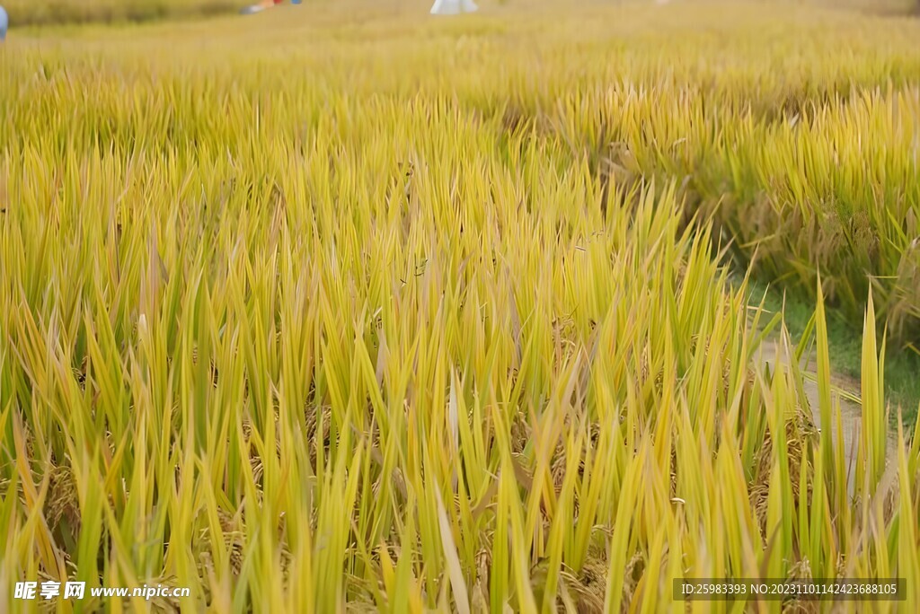 水稻栽培