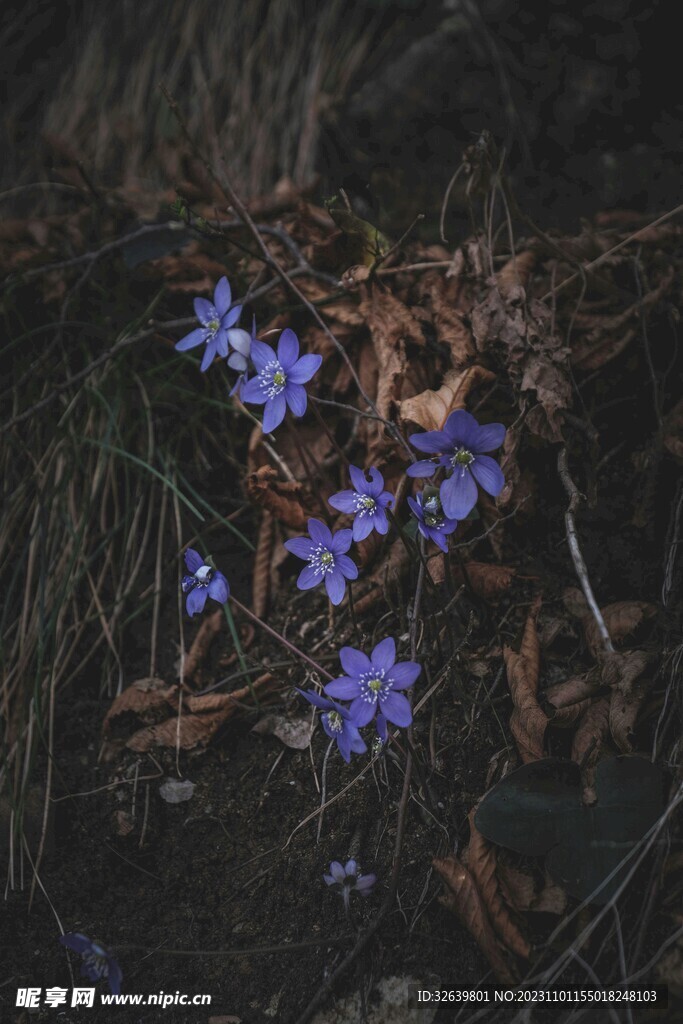 黃眼草