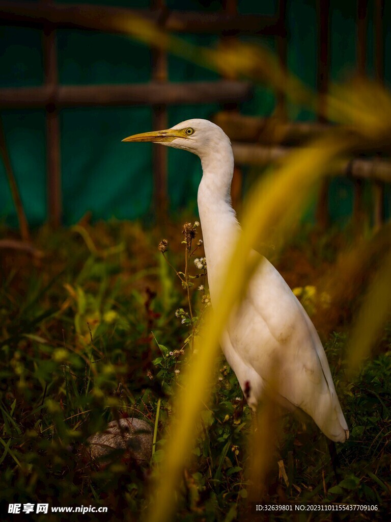 黃嘴白鷺