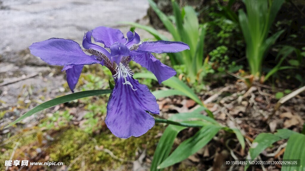 紫色小花