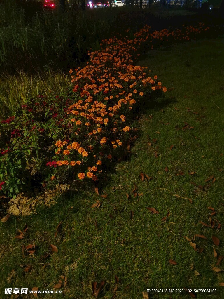 夜晚的花圃