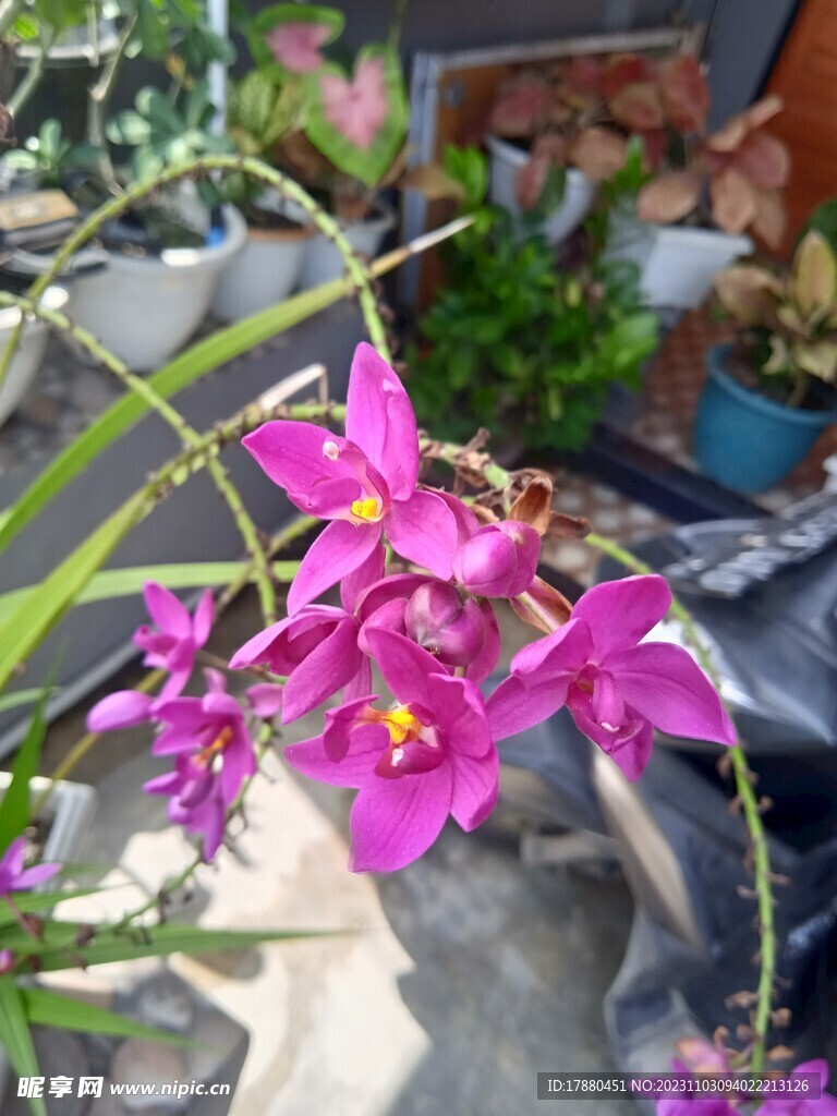 紫花苞舌蘭