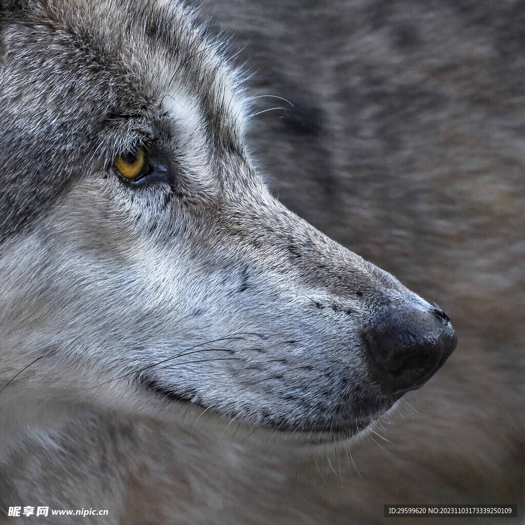 狼