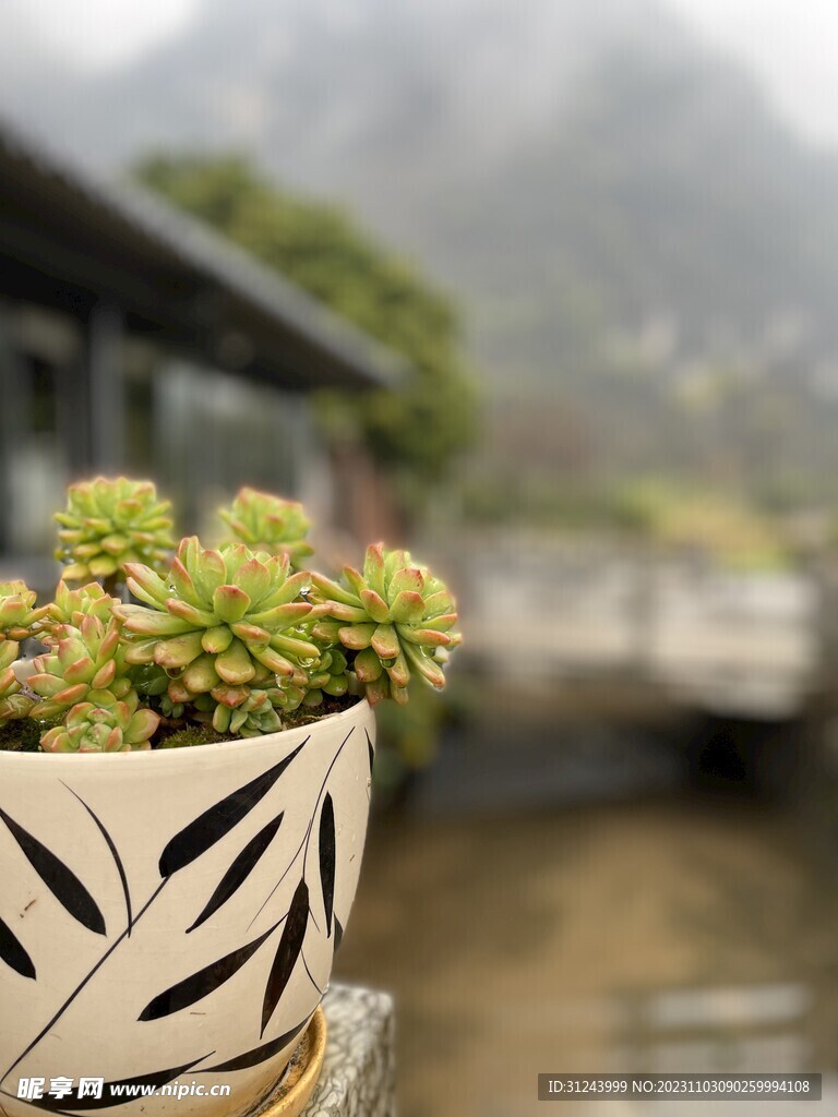 多肉