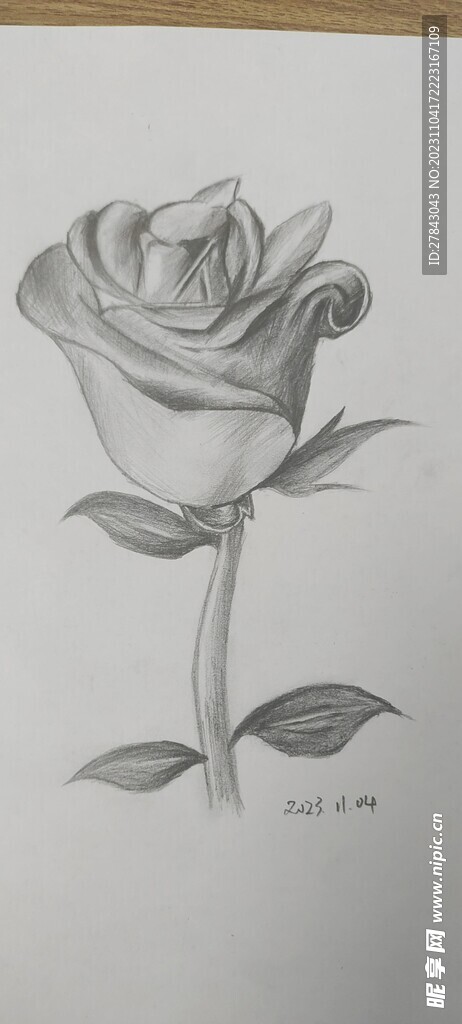 素描 玫瑰花