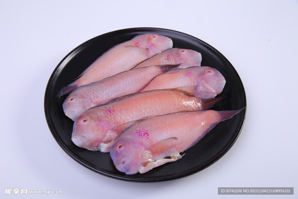 鸚歌魚主圖