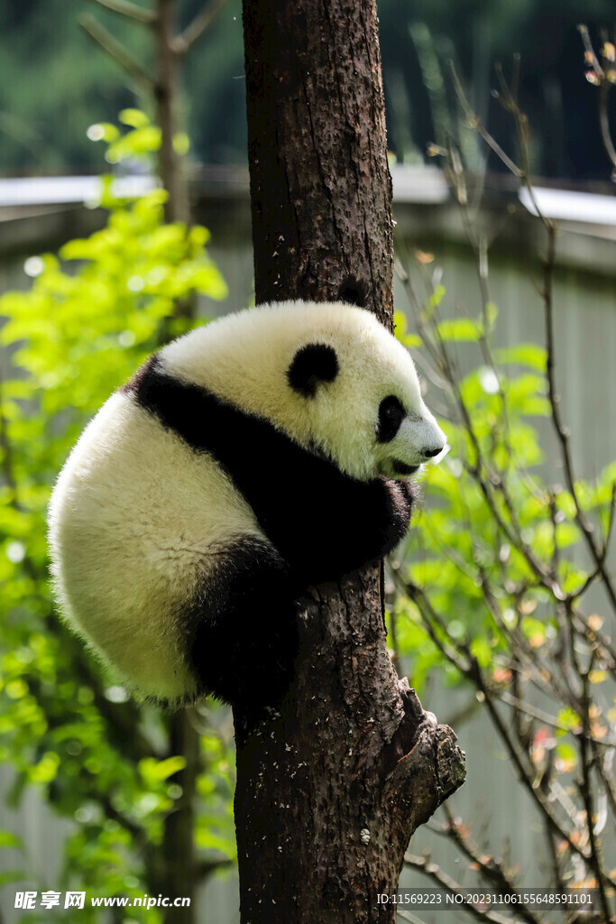中国国宝大熊猫