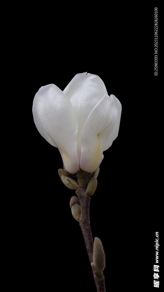 玉蘭花