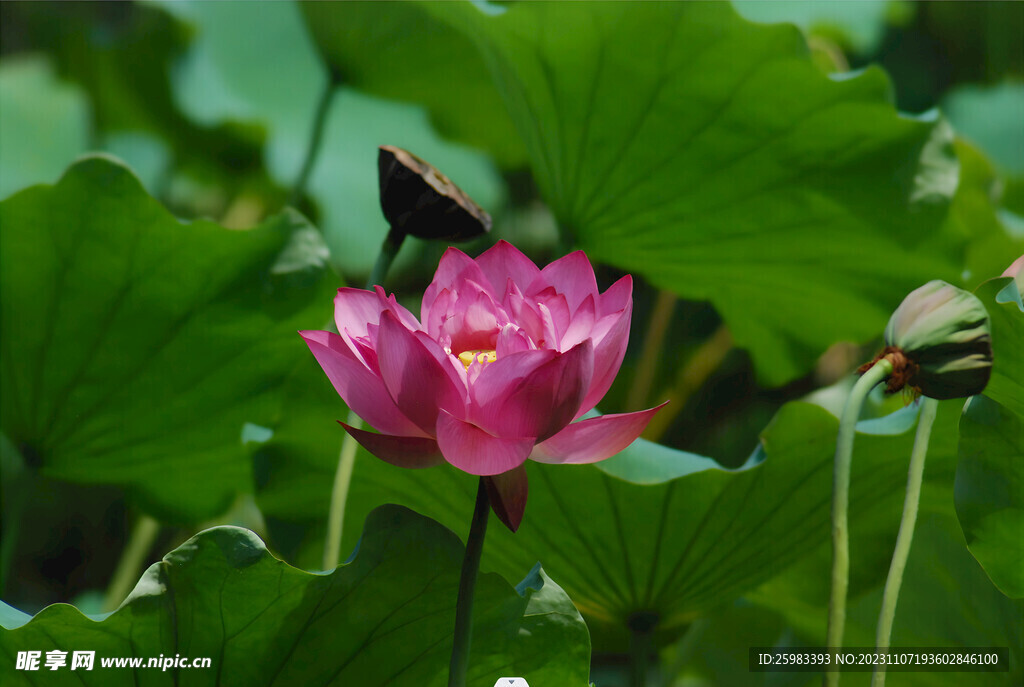 荷花