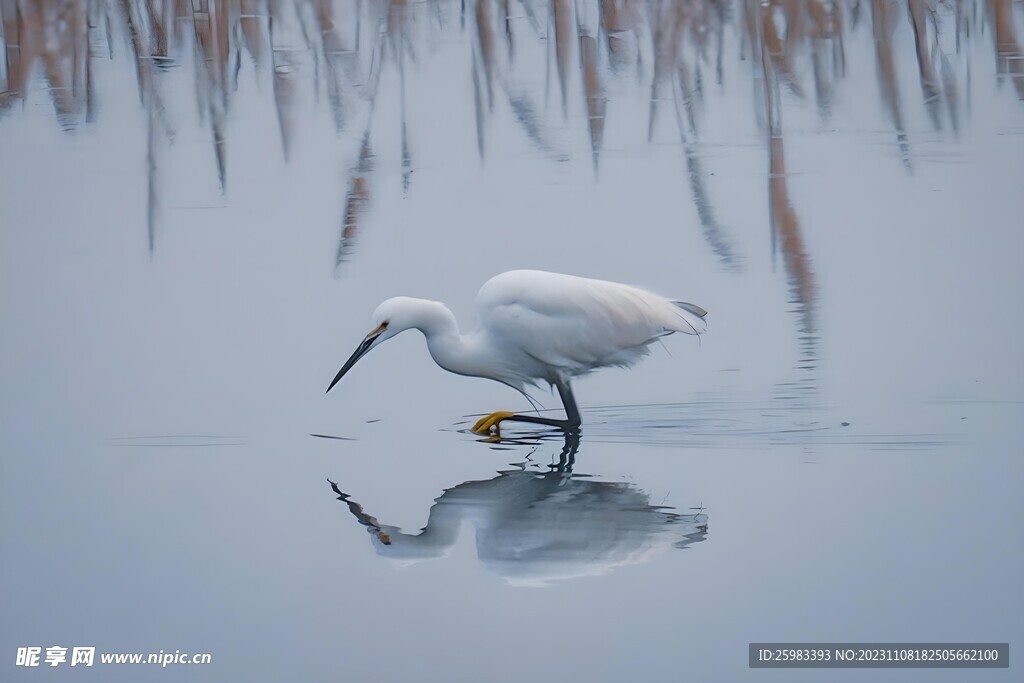 水鳥