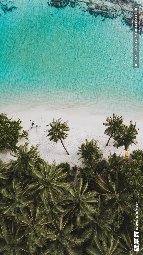 椰子树海景
