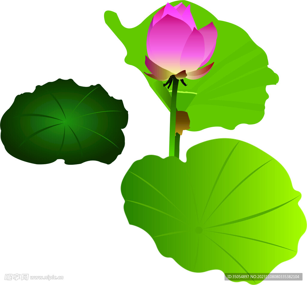 荷花