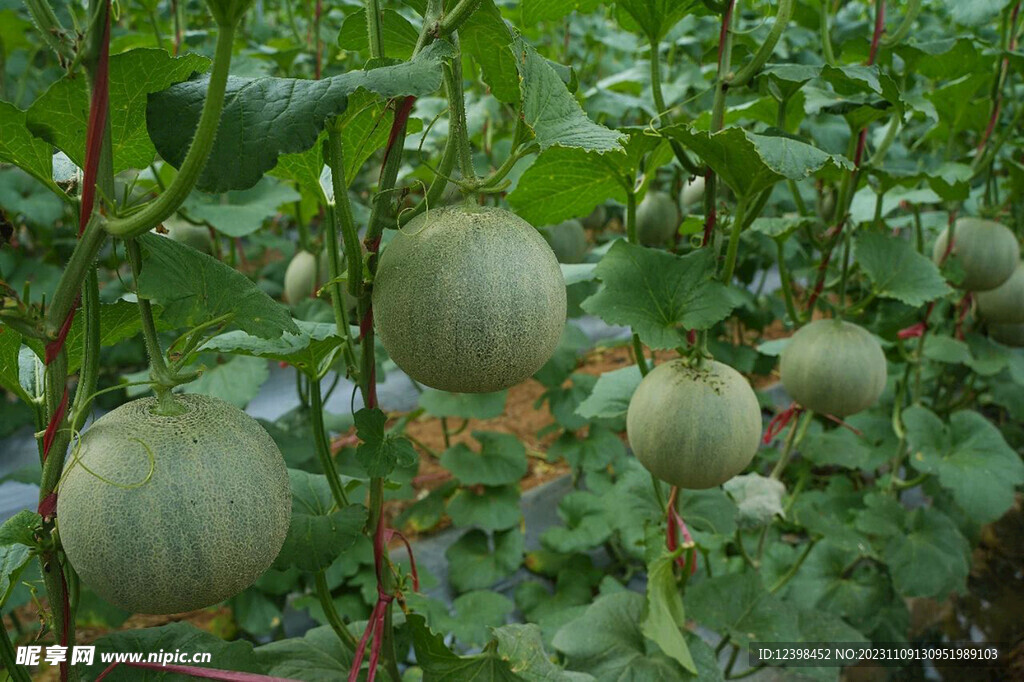 蜜瓜