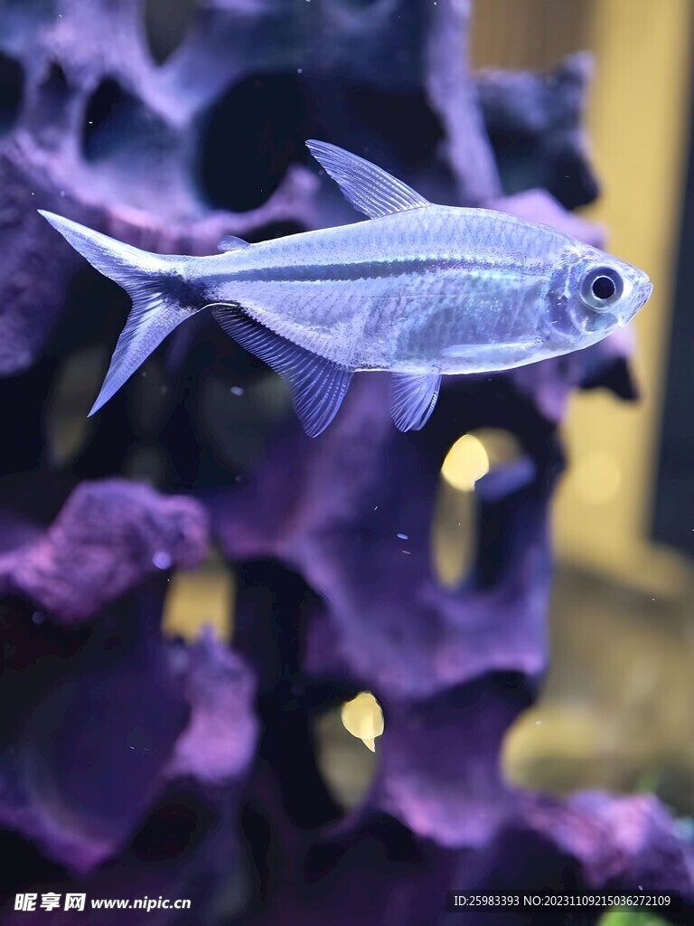 海洋生物