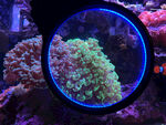 海缸里的珊瑚