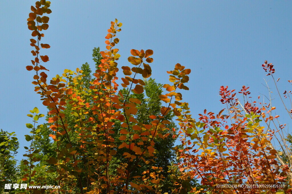 紅葉黃櫨 