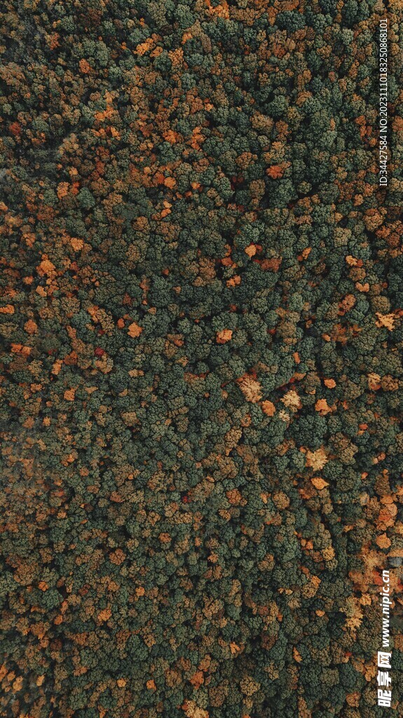 航拍樹林