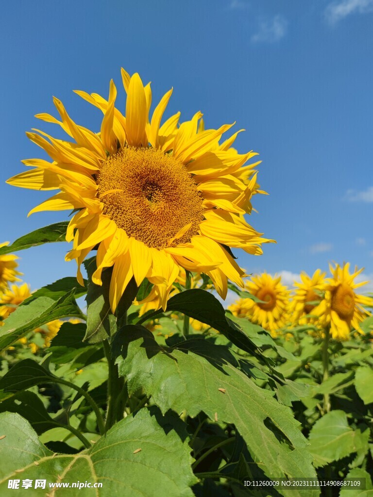 向日葵