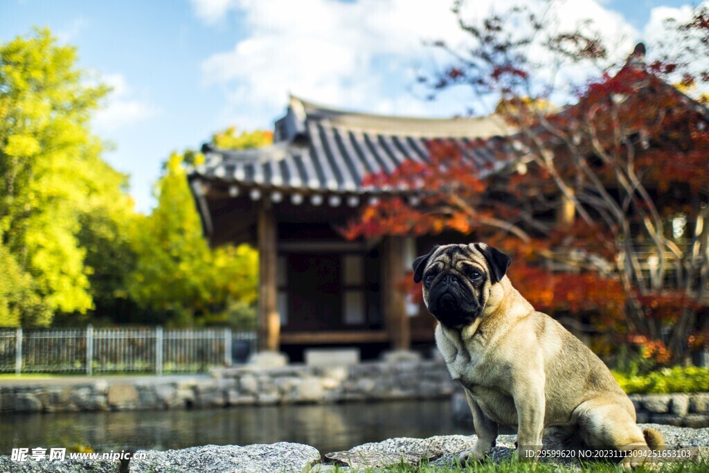 中華田園犬 