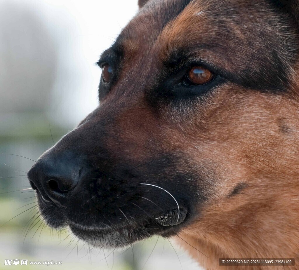 中華田園犬 