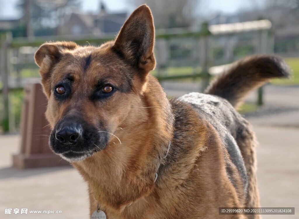 中華田園犬  