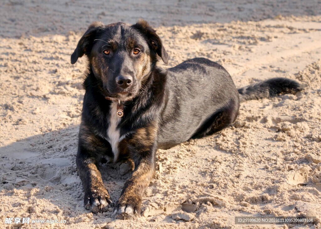 中华田园犬 