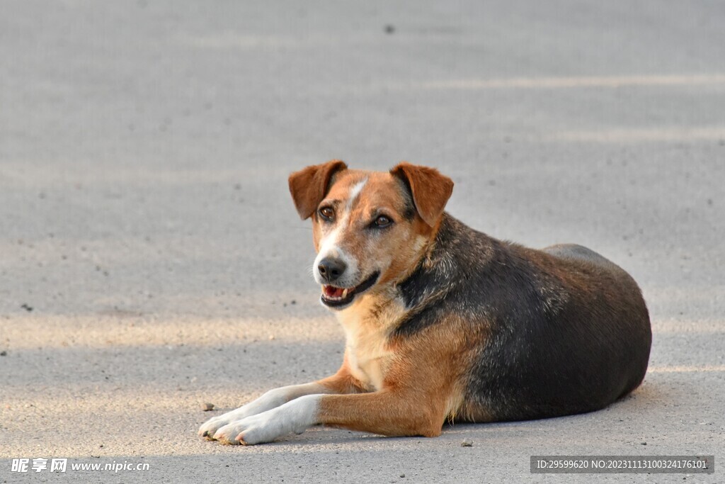 中华田园犬  