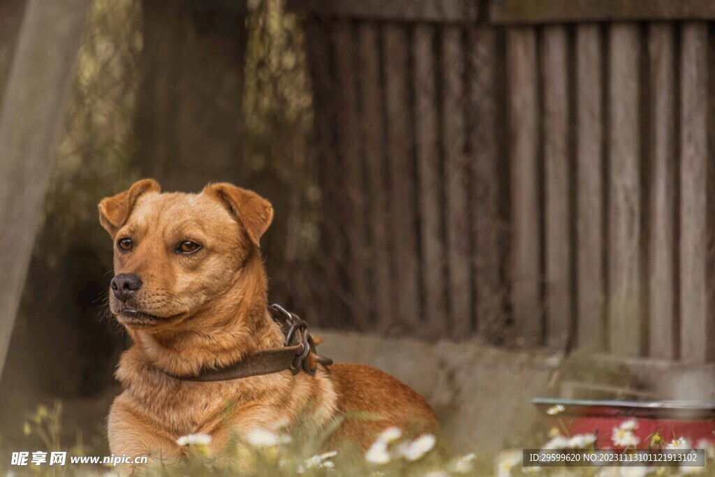中華田園犬 