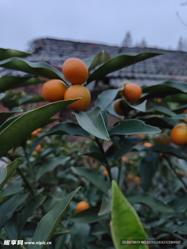 金橘