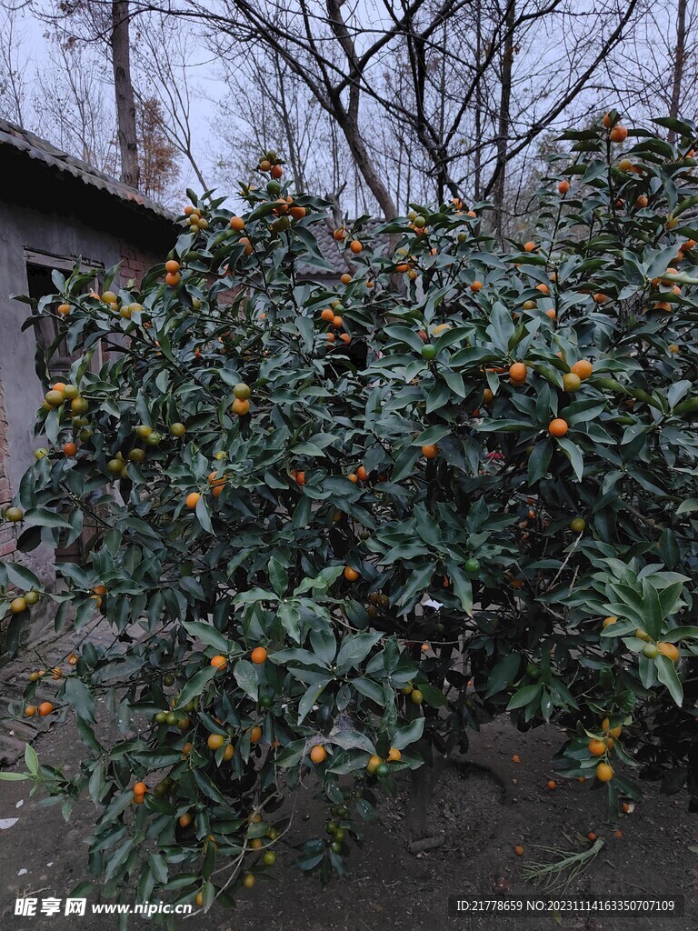 金橘