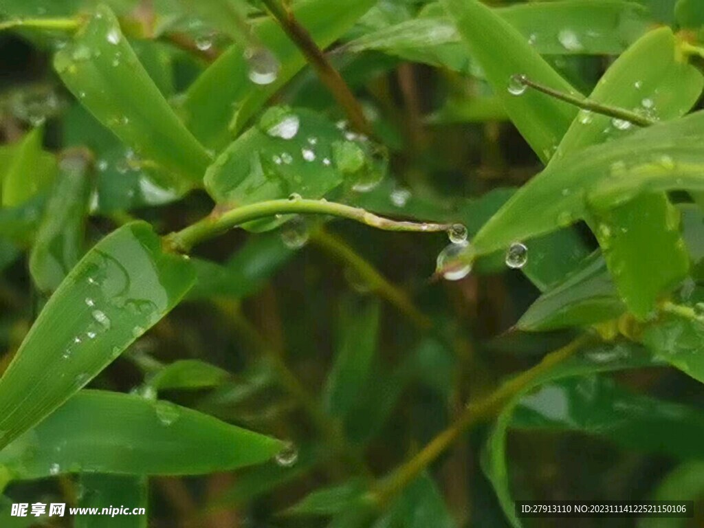 細雨中的滴露